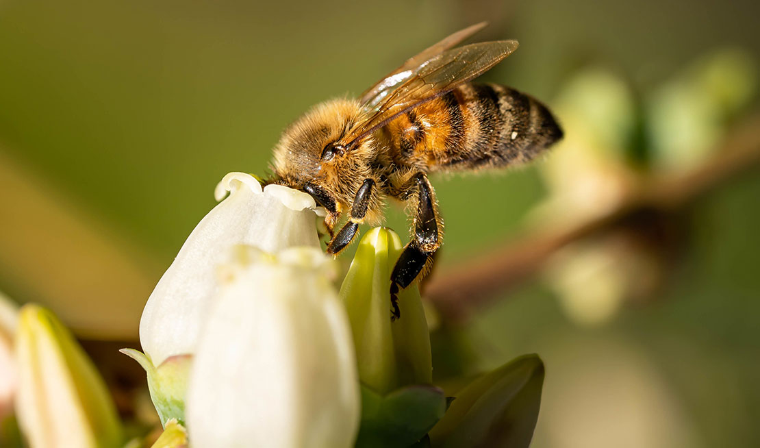 20 maggio, una data per ricordare l’importanza delle api