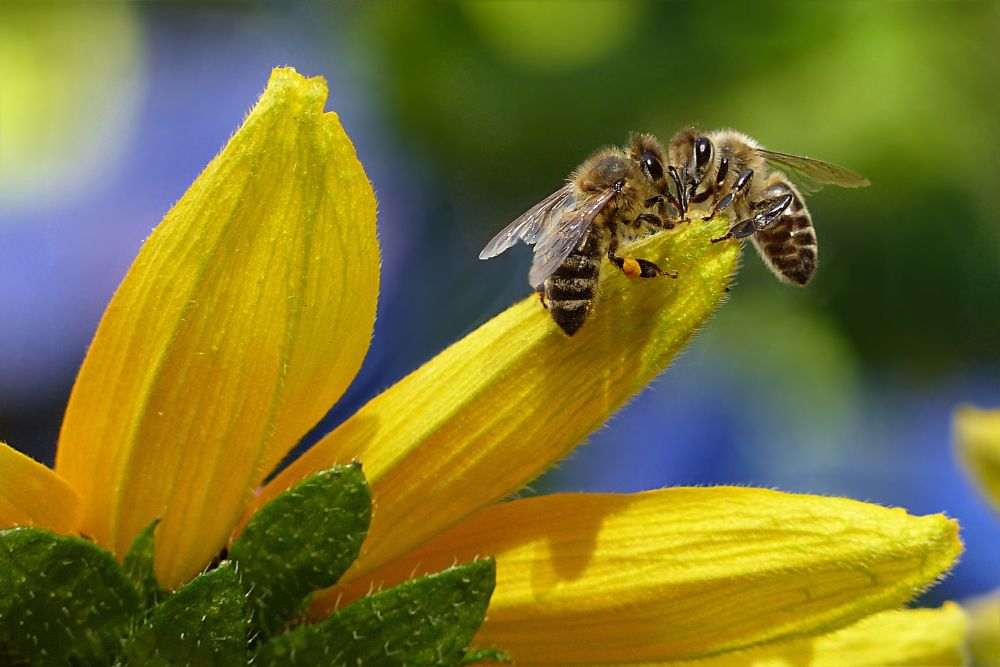 May 20th: World Bee Day